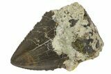 Serrated, Theropod (Torvosaurus?) Tooth Tip - Colorado #162504-1